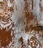 processo-di-marcescenza-case-di-legno-1